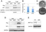 SV40 T-Antigen Antibody in Western Blot (WB)