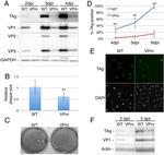 SV40 T-Antigen Antibody in Western Blot (WB)