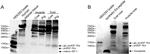 IGF1 Antibody in Western Blot (WB)