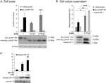 IGF1 Antibody in Western Blot (WB)