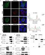 Dengue Virus Type 2 NS3 Antibody in Western Blot (WB)