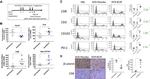 CD8 alpha Antibody in Immunohistochemistry (IHC)