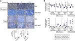 CD8 alpha Antibody in Immunohistochemistry (IHC)