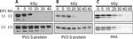 Poliovirus Type 1-3 Antibody in Western Blot (WB)