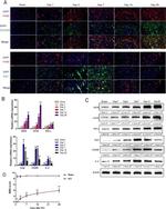 IFN gamma Antibody in Western Blot (WB)