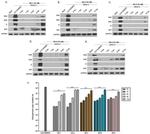 Dengue Virus Type 2 NS3 Antibody in Western Blot (WB)