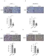 MCP-1 Antibody in Immunohistochemistry (IHC)