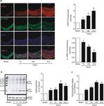 TSPO Antibody in Western Blot (WB)