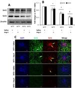 SIRT3 Antibody in Western Blot (WB)