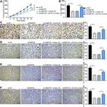 EphA2 Antibody in Immunohistochemistry (IHC)