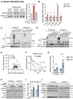 Midkine Antibody in Western Blot (WB)