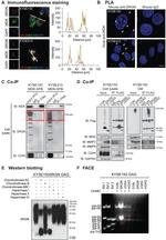 Midkine Antibody in Western Blot (WB)