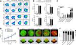 CD8 Antibody in Flow Cytometry (Flow)