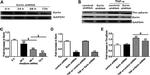 Ezrin Antibody in Western Blot (WB)