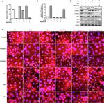 Claudin 3 Antibody in Western Blot (WB)