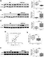 PCNA Antibody in Western Blot (WB)