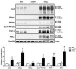 Tau Antibody in Western Blot (WB)