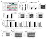 DKK1 Antibody in Western Blot (WB)