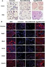 Claudin 10 Antibody in Immunohistochemistry (IHC)