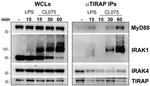 TIRAP Antibody in Western Blot (WB)