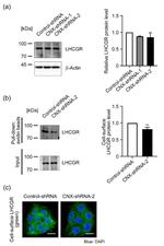 LHR Antibody in Western Blot (WB)