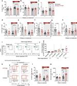 CD8 Antibody in Flow Cytometry (Flow)