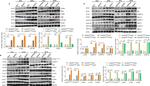 FAK Antibody in Western Blot (WB)