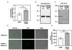 Tau Antibody in Western Blot (WB)