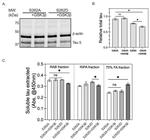 Tau Antibody in Western Blot (WB)