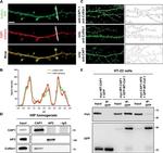 c-Myc Antibody in Western Blot (WB)