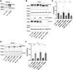 Tau (Cleaved Asp421, Asp422) Antibody in Western Blot (WB)