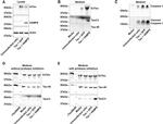 Tau (Cleaved Asp421, Asp422) Antibody in Western Blot (WB)