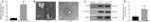 CD63 Antibody in Western Blot (WB)