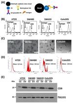 CD9 Antibody in Western Blot (WB)