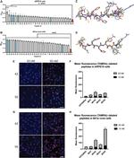 M13 Phage coat protein Antibody in ELISA (ELISA)