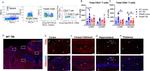 CD4 Antibody in Flow Cytometry (Flow)