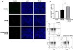 FOXP3 Antibody in Flow Cytometry (Flow)