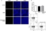 FOXP3 Antibody in Flow Cytometry (Flow)