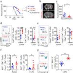 CD4 Antibody in Flow Cytometry (Flow)