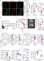 CD4 Antibody in Flow Cytometry (Flow)