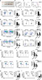 CD5 Antibody in Flow Cytometry (Flow)