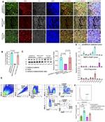 CD29 (Integrin beta 1) Antibody in Flow Cytometry (Flow)