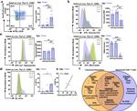 EOMES Antibody in Flow Cytometry (Flow)