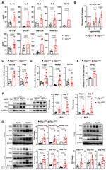 T-bet Antibody in Flow Cytometry (Flow)