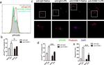 CD54 (ICAM-1) Antibody in Neutralization (Neu)