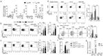 FOXP3 Antibody in Flow Cytometry (Flow)