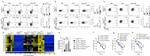 IL-13 Antibody in Flow Cytometry (Flow)