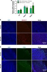 F4/80 Antibody in Immunohistochemistry (IHC)