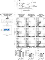 FOXP3 Antibody in Flow Cytometry (Flow)