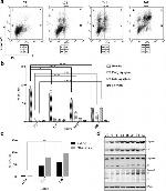 Active/Pro-Caspase 3 Antibody in Western Blot (WB)